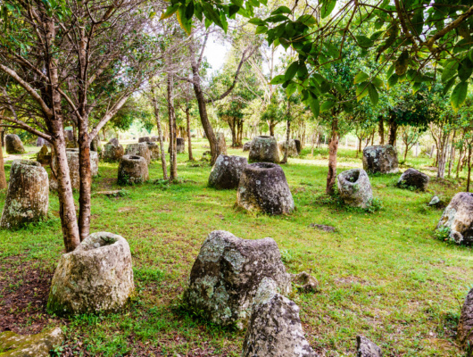 plaine des jarres laos arbres